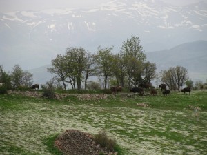 yayla25