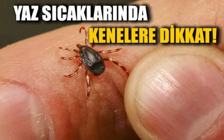 Baharla birlikte kene vakaları yeniden başladı!