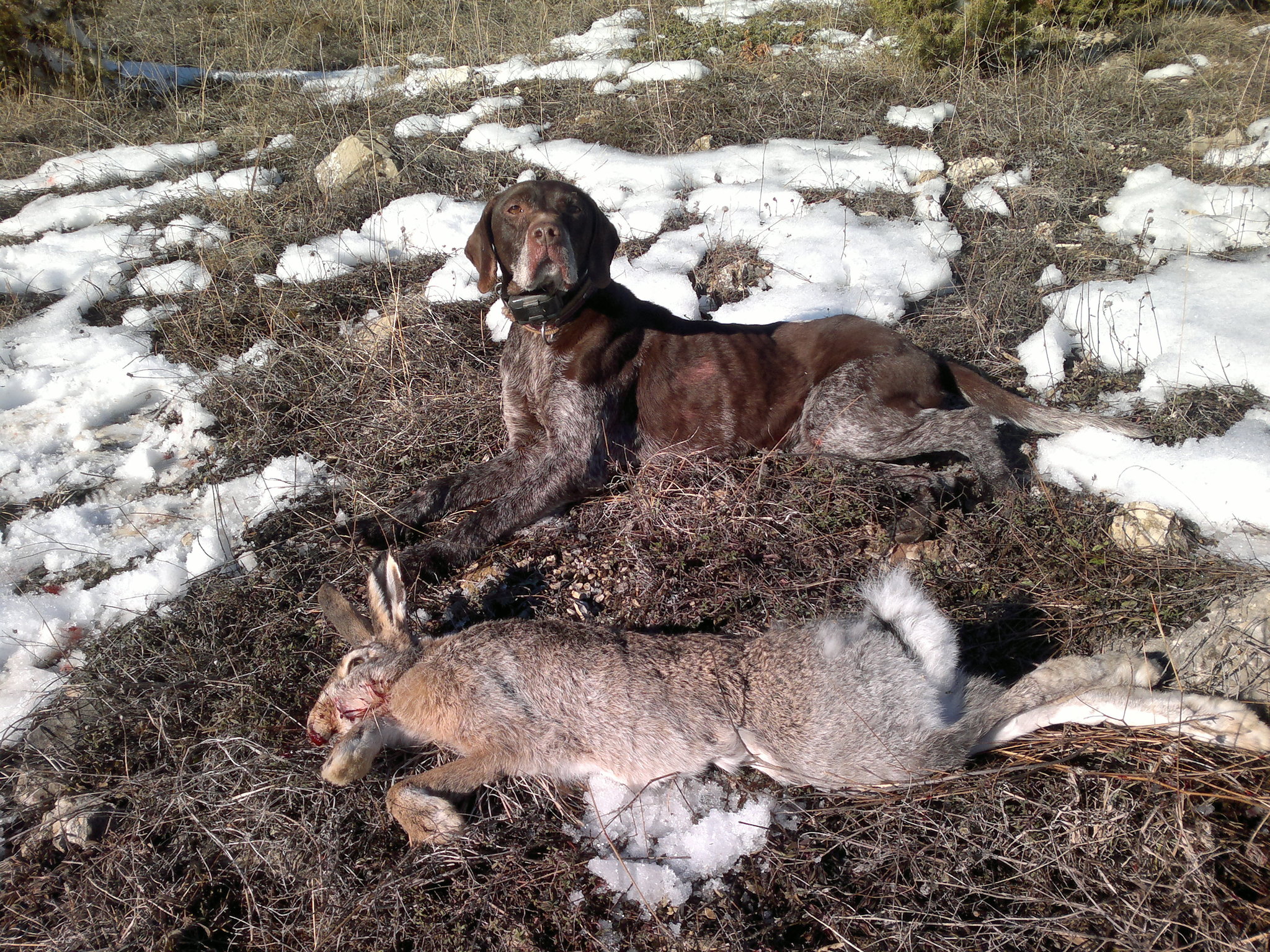 Avladıkları tavşanları facebookta paylaşan avcılara ceza!